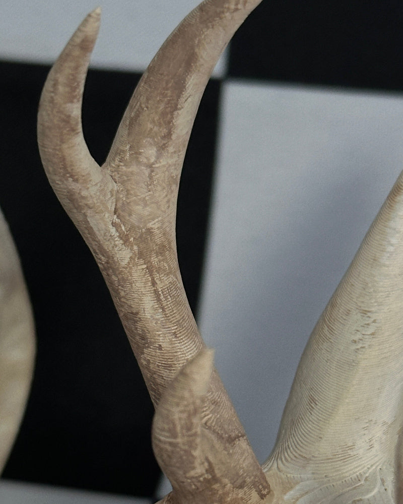 Close-up of a jackalope antler with a blurred background